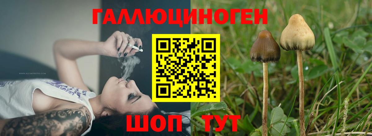 Псилоцибиновые грибы Cubensis Домодедово